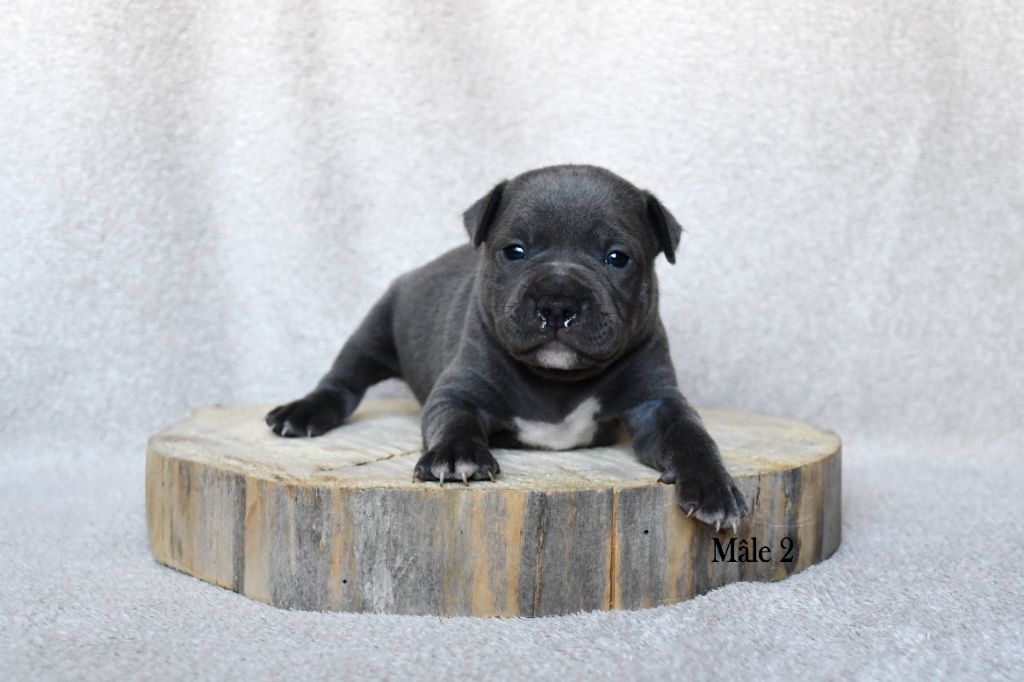 Elevage Heart Breakers - Chiot disponible  - Staffordshire Bull Terrier