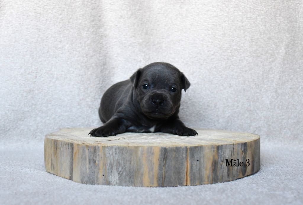 Elevage Heart Breakers - Chiot disponible  - Staffordshire Bull Terrier