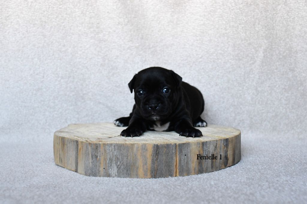 Elevage Heart Breakers - Chiot disponible  - Staffordshire Bull Terrier