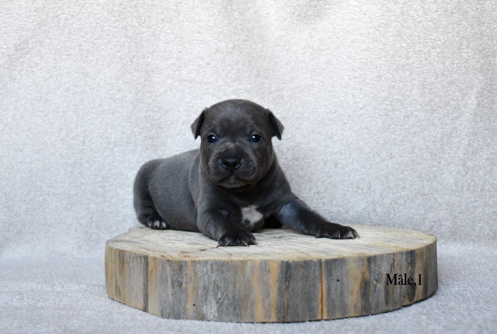 Elevage Heart Breakers - Chiot disponible  - Staffordshire Bull Terrier