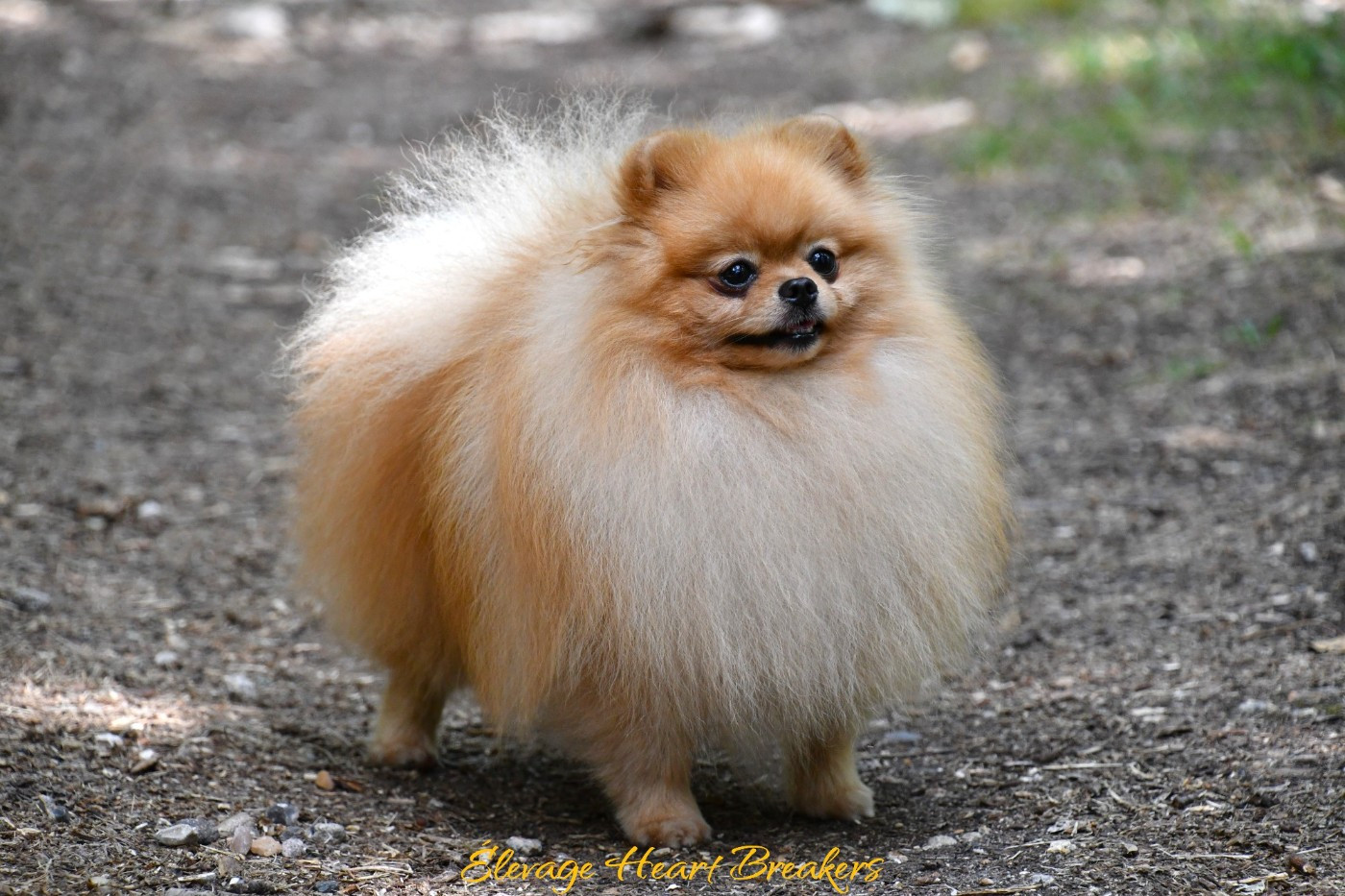 Zlatan (Sans Affixe)