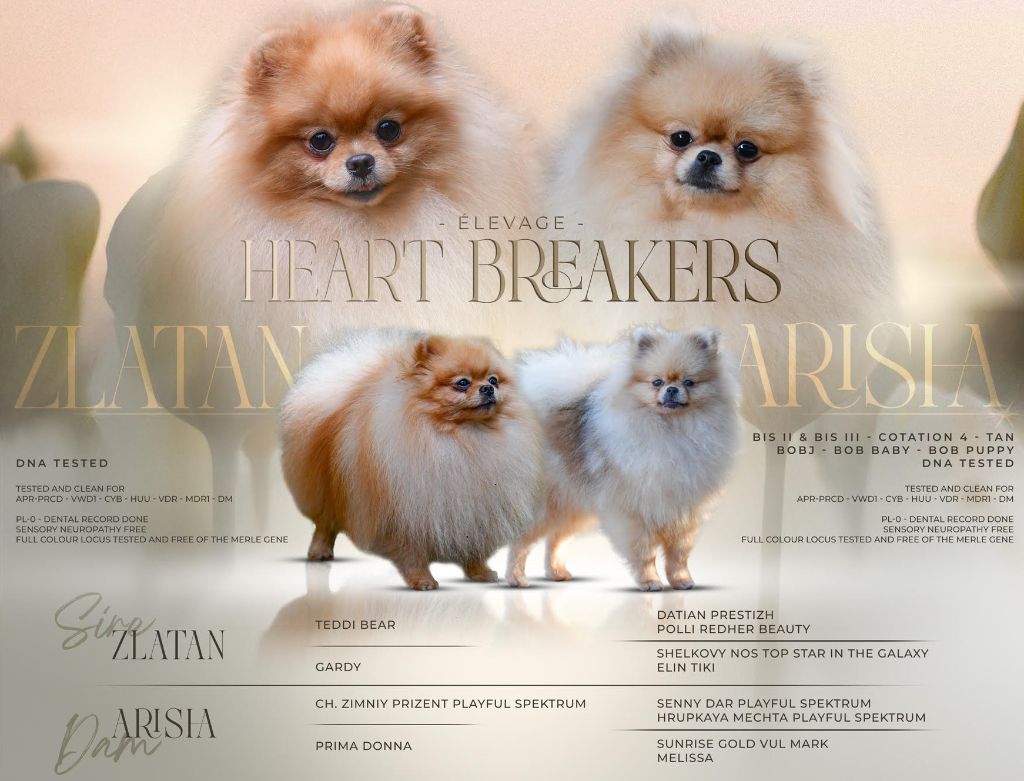 Elevage Heart Breakers - Spitz allemand - Portée née le 18/08/2025