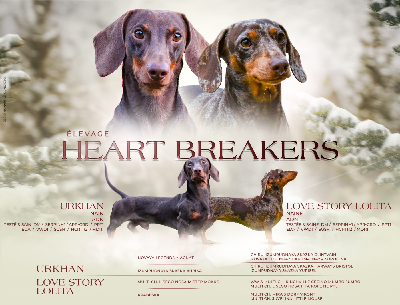 Elevage Heart Breakers - Teckel poil ras - Portée née le 10/12/2025