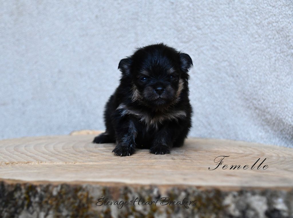 Elevage Heart Breakers - Chiots disponibles - Spitz allemand