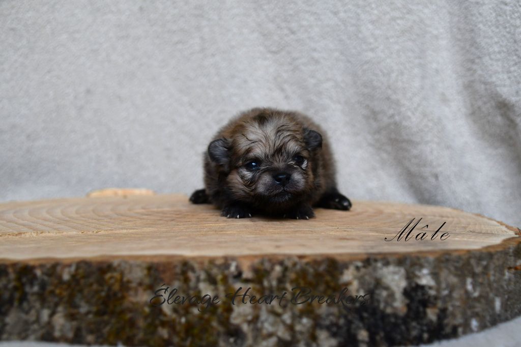Elevage Heart Breakers - Chiots disponibles - Spitz allemand